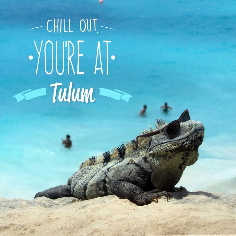 TulumTulum's tweet photo. A6: This Iguana will tell you how hot is #Tulum right now. #MexChat https://t.co/LCoQpLFhTr