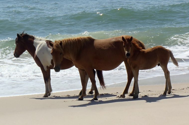 BetterUpdates's tweet image. See our Summer #TravelHacker itinerary on Ocean City, MD at onbetterliving.com/ocean-city-md-…← #travel #ad #ttot @KAYAK