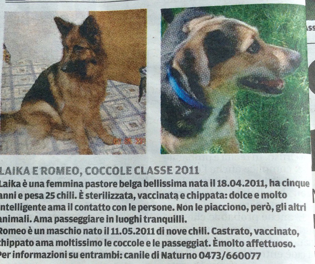 🆘ADOZIONE DEL CUORE PER LAIKA E ROMEO, 5 ANNI. SI TROVANO A NATURNO (BZ)🆘
0473/660077