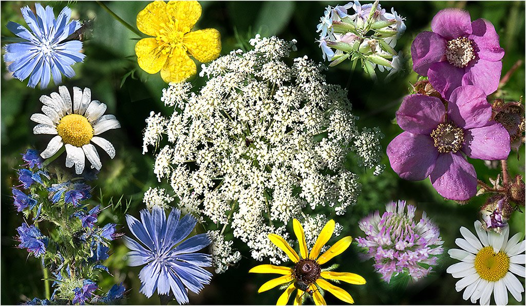 harry_fosters's tweet image. Some of the wild flowers we saw while walking the dog this morning. Great time of the year. #flowers  @BlacksWeather