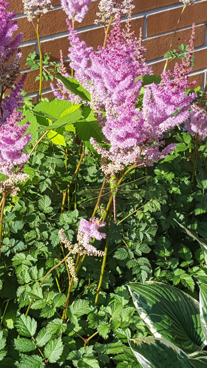 UWMadisonCALS's tweet image. Spotted this Green Darner Dragonfly this morning - beautiful day on campus! (#SO to @WiBugGuy for the ID.) #wibugs