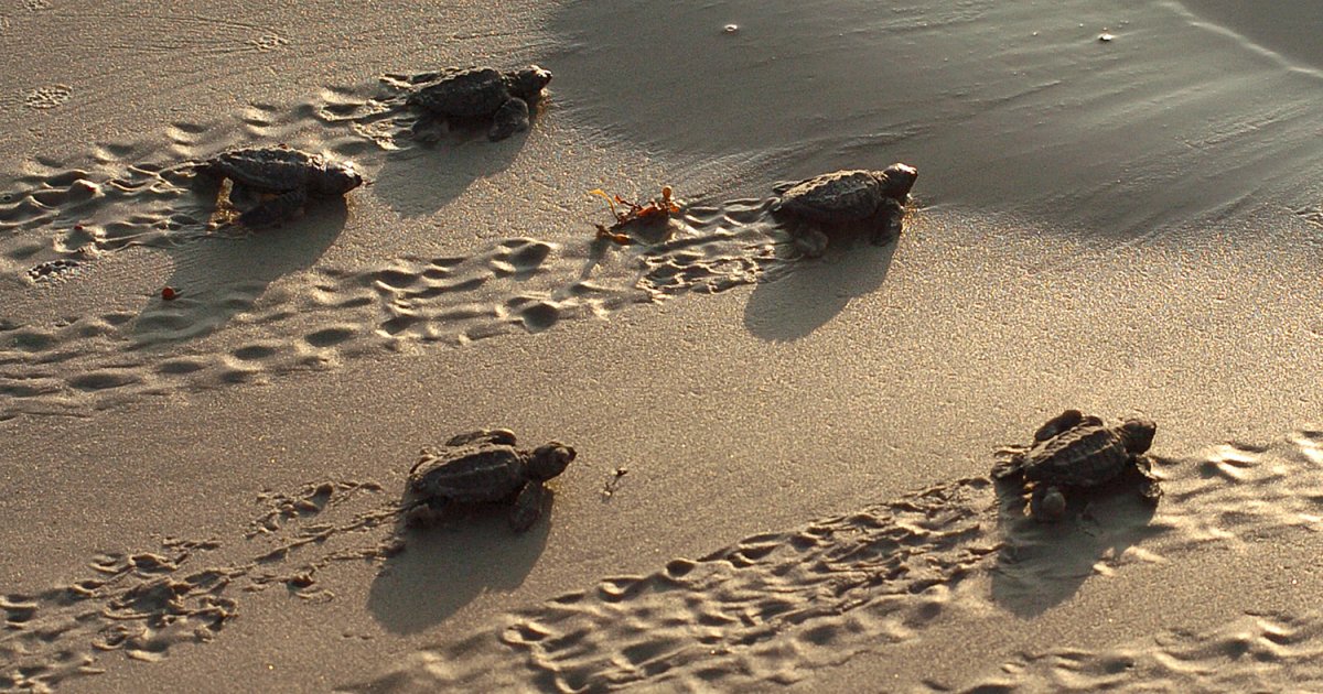 Ползут 3 черепахи. Морская черепаха на песке. Черепаха ползет к морю. Черепашки ползут к морю. Черепаха ползет.