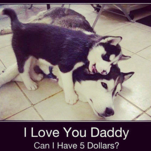 Dog Lover tweet media