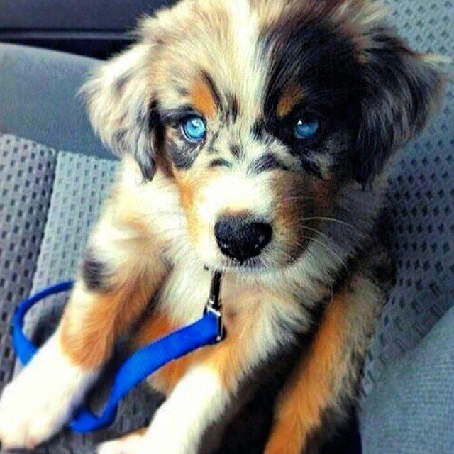 Dog Lover tweet media