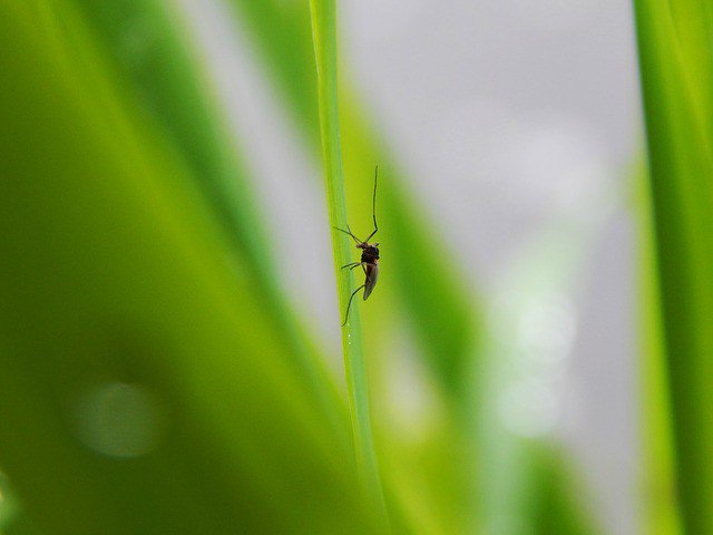 GrayDaily1's tweet photo. The Zika Virus and Georgia Mosquito Control... Is it a disaster waiting to strike?  #gapol https://t.co/dQ2V8atlGN https://t.co/JcsAC2bGAX