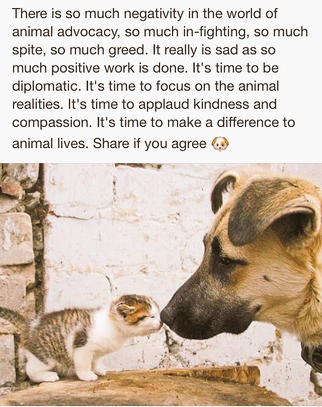 Dr_Dan_1's tweet photo. #UniteForAnimals
RT if you agree x https://t.co/GGcwHfN21V