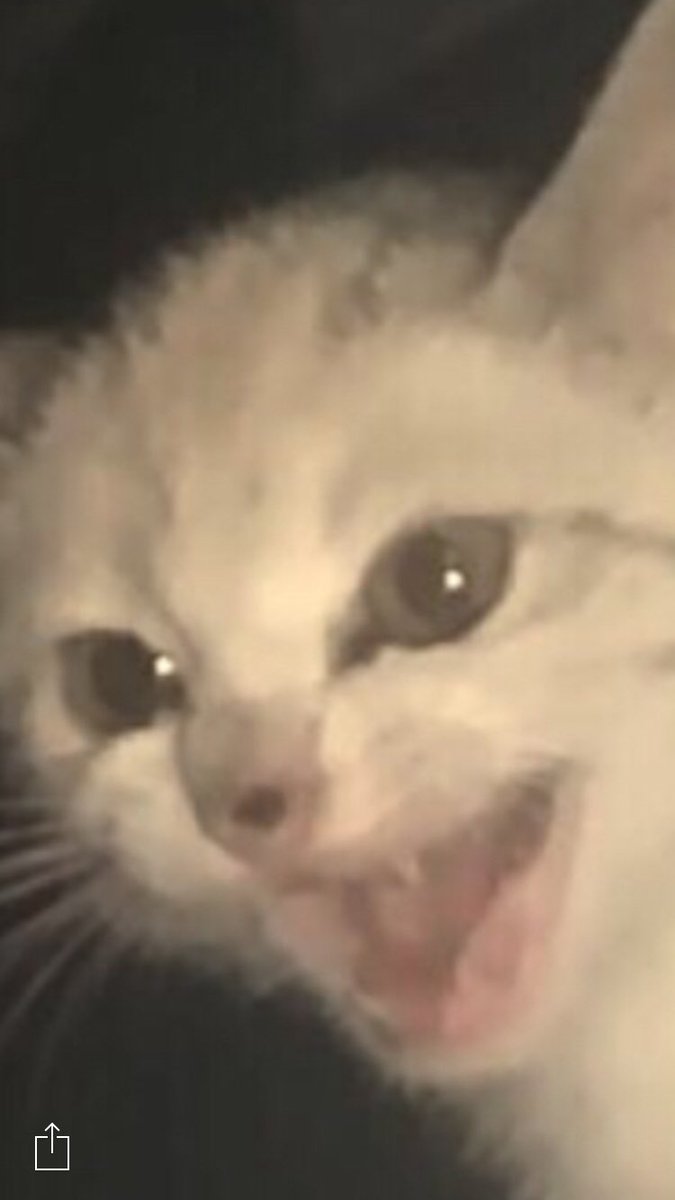 Nekunekus's tweet image. Me irl