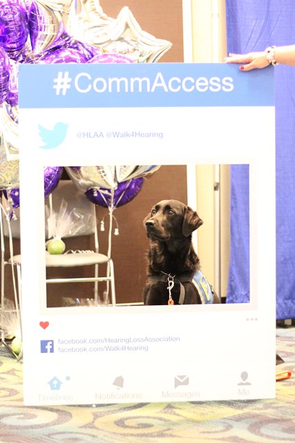 HLAA's tweet photo. Ruthie, @acrancourt hearing dog was advocating for communication access at #HLAA2016. How do you #CommAccess? https://t.co/L21ZSYLrKX