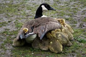 CarolDisaster's tweet photo. Nana Goose
Has always been
And will ever be
Sweet
Supportive
Just adorable 
#Uprompt @TX_Tess https://t.co/5igSVDJ2ZN