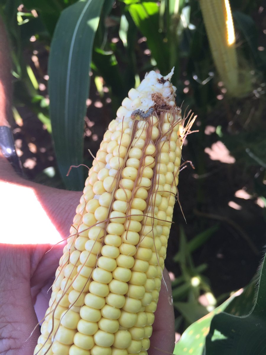 ChadBeckmann's tweet photo. Corn ear worm found in Monroe County IL. #DELALB #VT2P #2ModesofAction #MyFarmMyYield https://t.co/ideQZomuwC