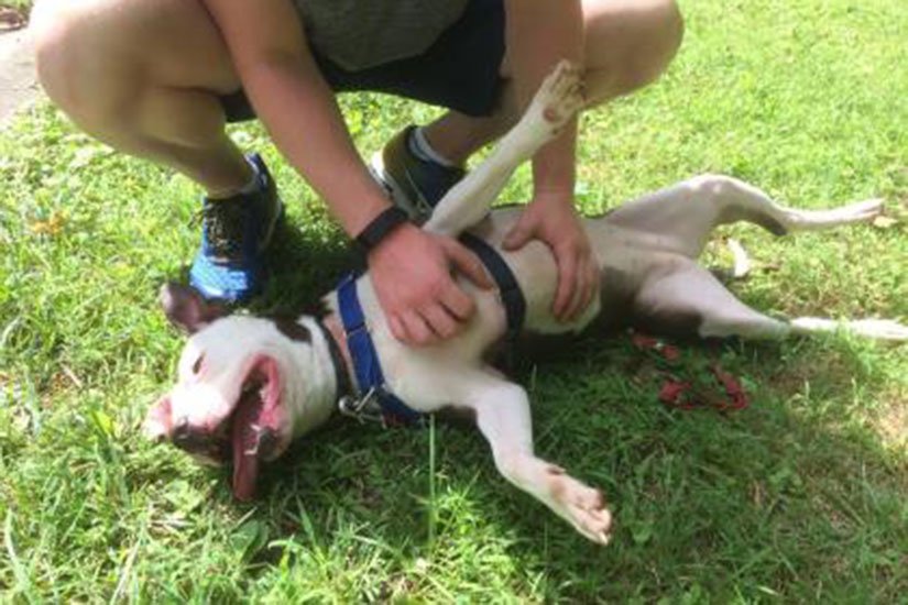 HillNowNEWS's tweet photo. Hill Pet of the Week is Tigress, who can be adopted https://t.co/78ayYe5oRO https://t.co/R37mWv3QXD