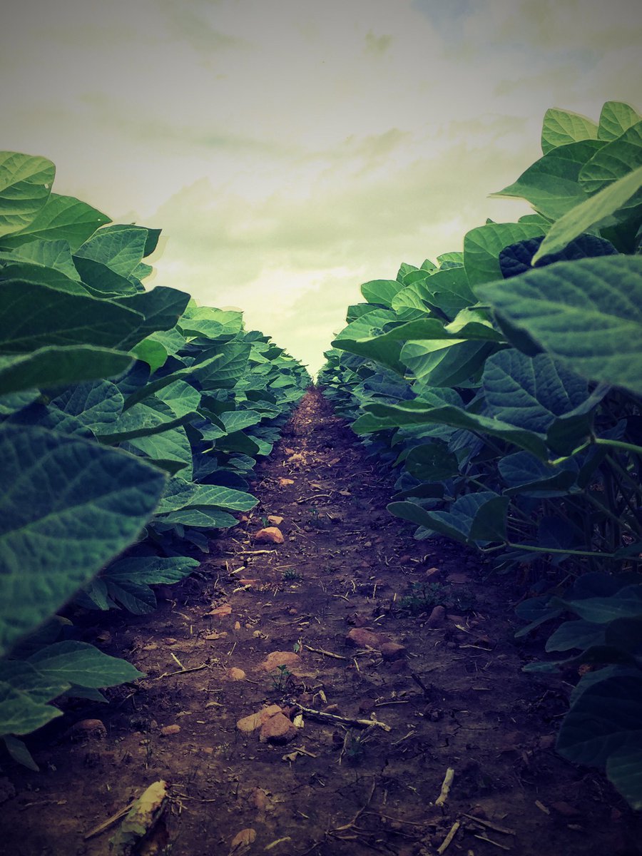 britbreunig's tweet photo. Soybeans are lookin good 👍🏽🌱😀 https://t.co/zNoOizgEzb