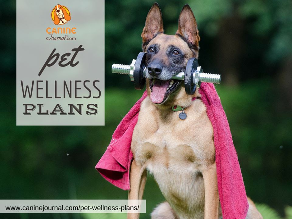 CanineJournal's tweet photo. The best #petwellness plans, including #petinsurance services that offer wellness plans https://t.co/5ZwhgOyspk https://t.co/FsmFvsBcwS