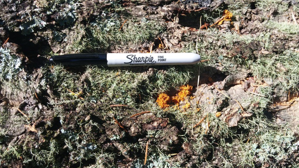 Brad Bauer tweet media