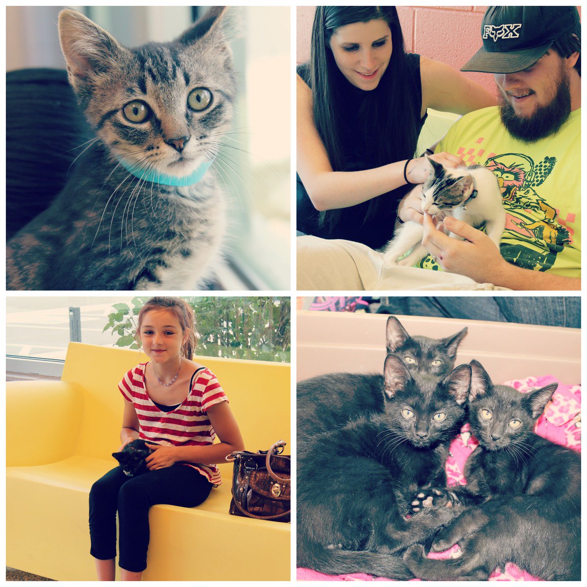 FAS_Shelter's tweet photo. We had a successful #kittenzilla this weekend! Congrats to everyone who adopted one of these cuties! https://t.co/CKmldnOaDm