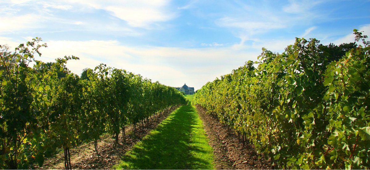 Vintell's tweet photo. Ontario and Canada Investing in Niagara Region Wine Producer https://t.co/EM1GtAUbQA #canada #wine #vineyard #winery https://t.co/1T3eTT5CYY