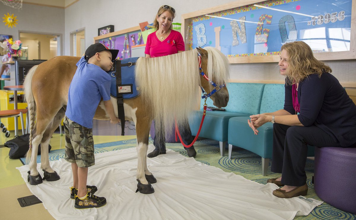 allchildrens's tweet photo. Hospital stays can be rough, so @AmosWonderHorse visits our activity center once a month to cheer up patients https://t.co/yhFSBRs4ik