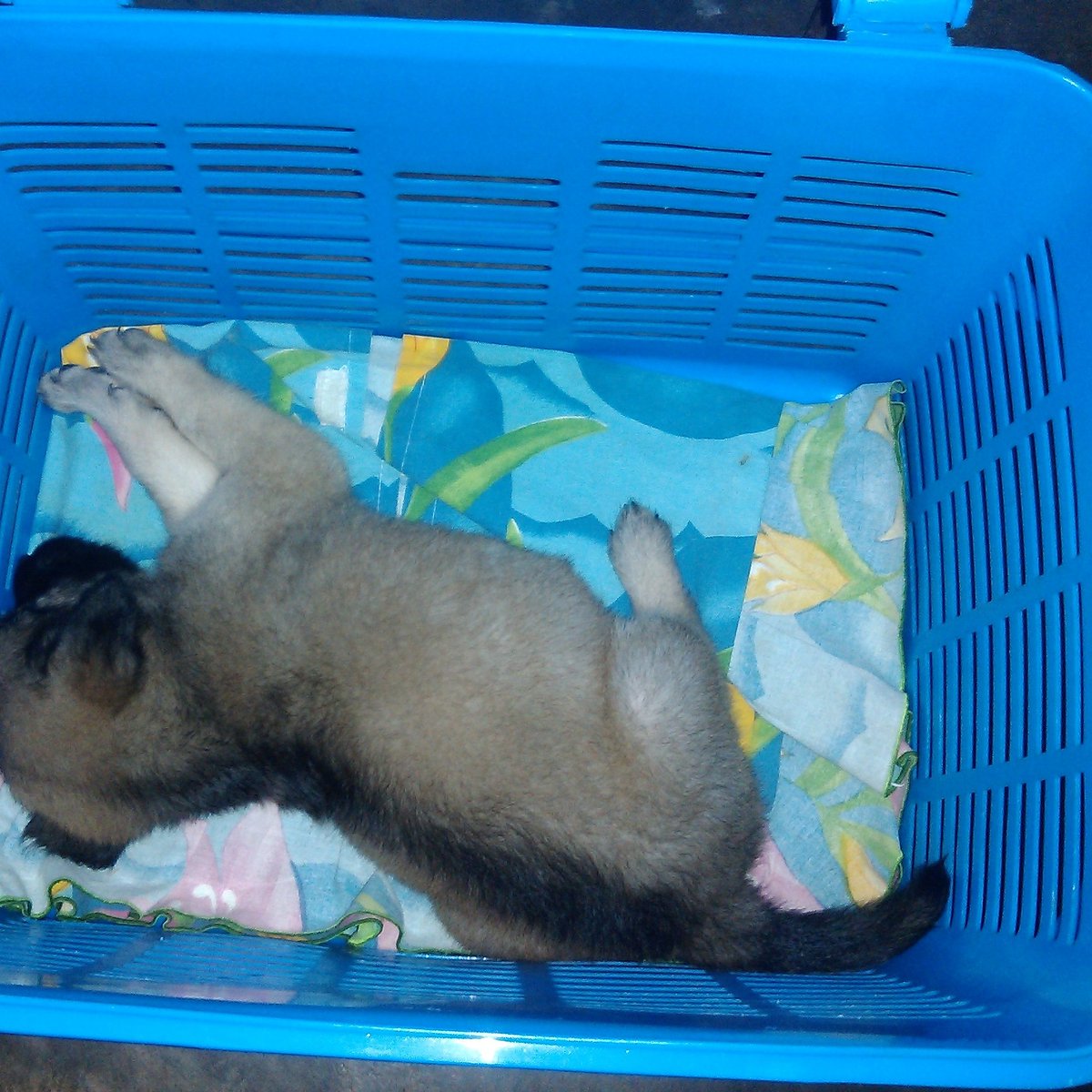 cahya089's tweet photo. Saya ke hilngan anjing yang bernama Mimi kalo ada liat boleh hub saya di Id line: cahyaekapp atau di ig: cahyaekapp https://t.co/XhMRra0uss