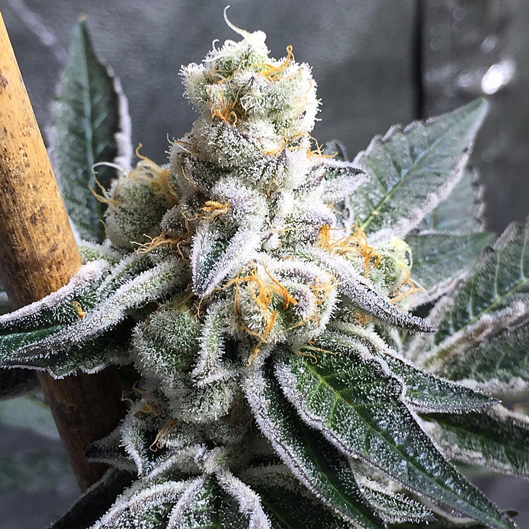 cannafo's tweet photo. Fortune Teller on day 37. Soooo frosty! https://t.co/Ym6XyTrTHq #strainfinder #dispensaryfinder #cannabis #marijuana https://t.co/TJ5ffC2Isw