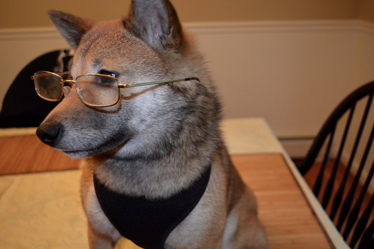 shibas_KB's tweet photo. when someone gets loud with you so you have to put on your glasses to see who the fuck they talkin too https://t.co/2GoBT3DZrp