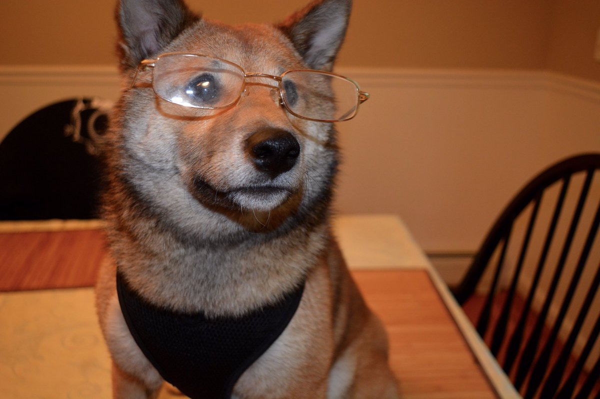 shibas_KB's tweet photo. when someone gets loud with you so you have to put on your glasses to see who the fuck they talkin too https://t.co/2GoBT3DZrp