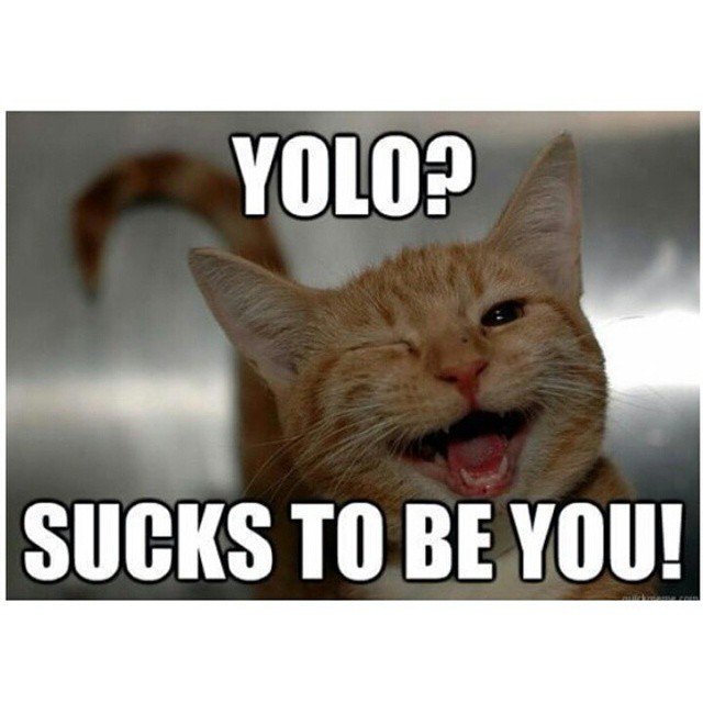 Dog Lover tweet media