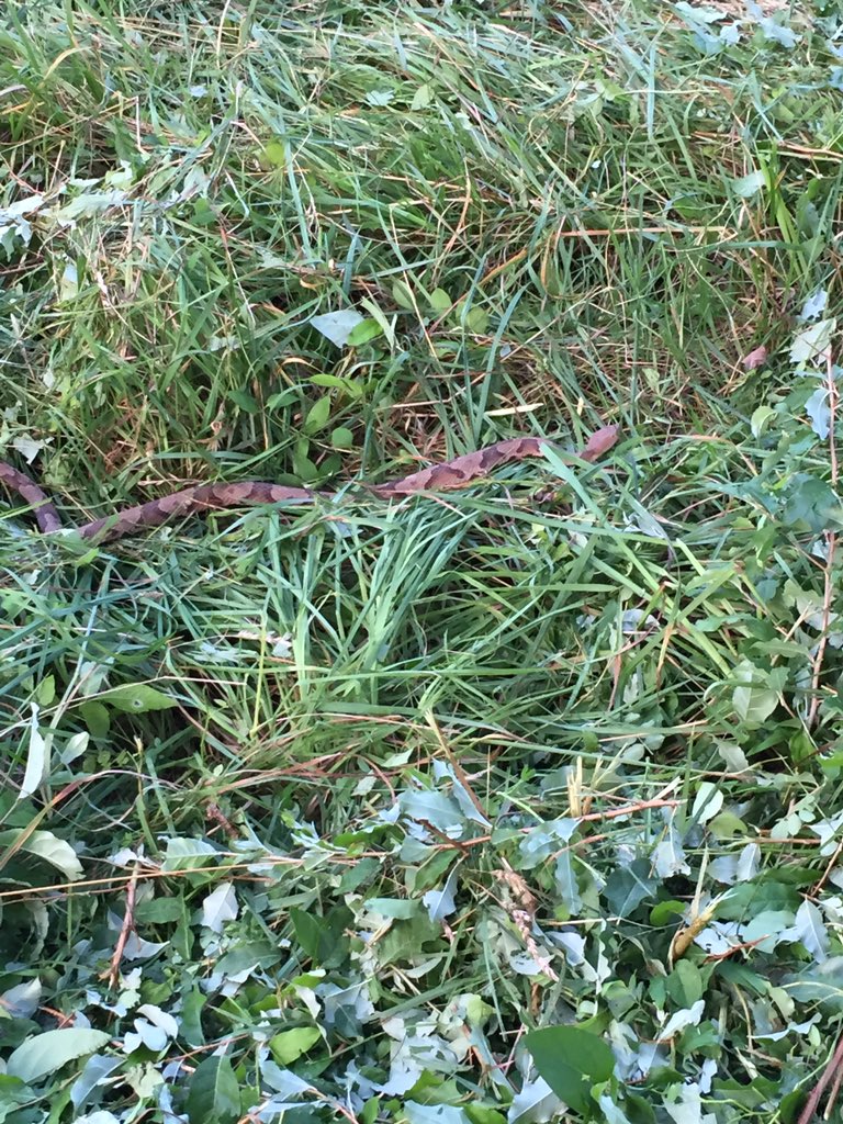 Jhamm94's tweet photo. Woah there bro 🐍 https://t.co/vCaCeevnls