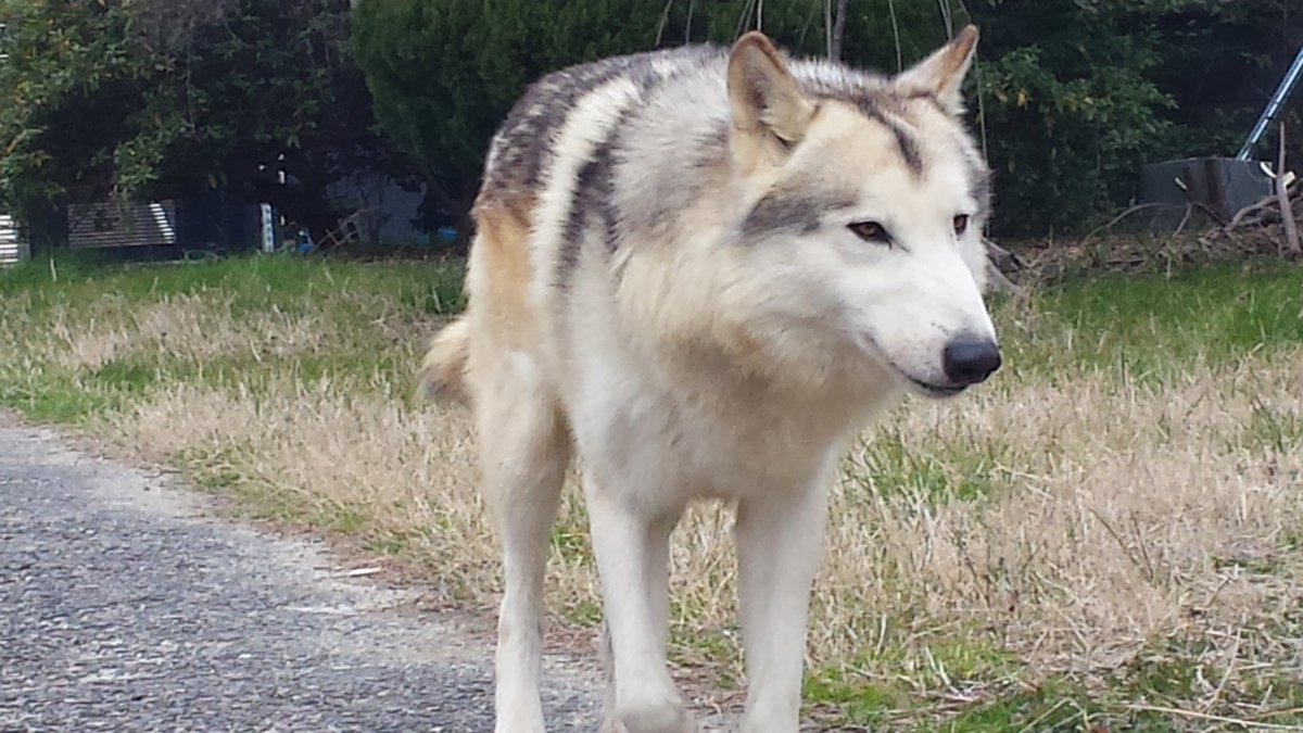 Wild Bullet Before After ハイブリッドウルフ 狼犬 ウルフドッグ Hybridwolf Wolfdog Wolfhybrid Wild Bullet Before After ハイブリッドウルフ 狼犬 ウルフドッグ Hybridwolf Wolfdog Wolfhybrid