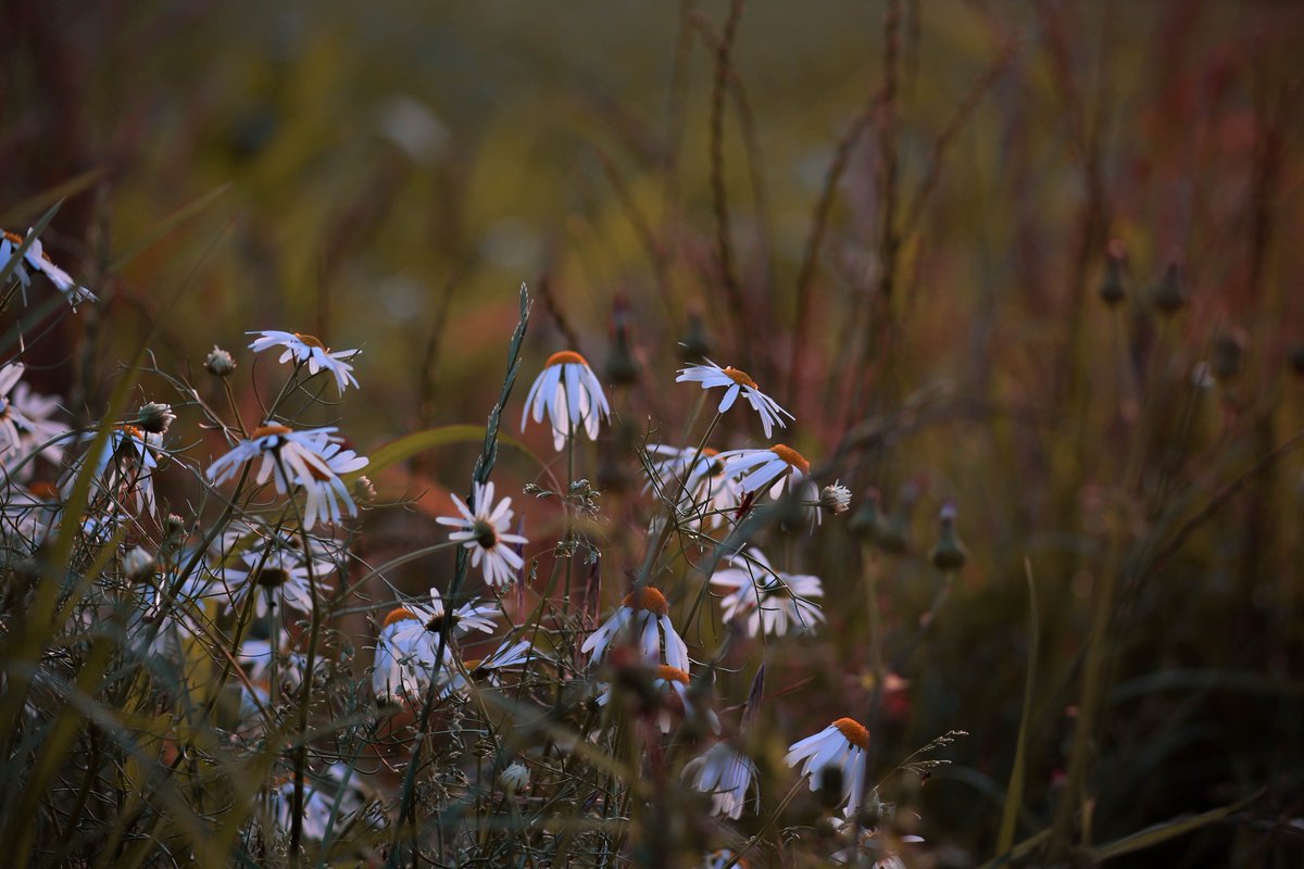 mcocoaries's tweet image. flickr.com/photos/cocoari…
#canon #naturephotography #floral #flowerpower #PhotoGallery #flickrphotowalk #flickr #artsy