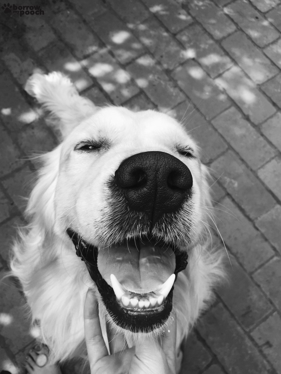 This week's #TongueOutTuesday is the very happy Charlie from Surrey, Hills in VIC ow.ly/5bpv3025DBy