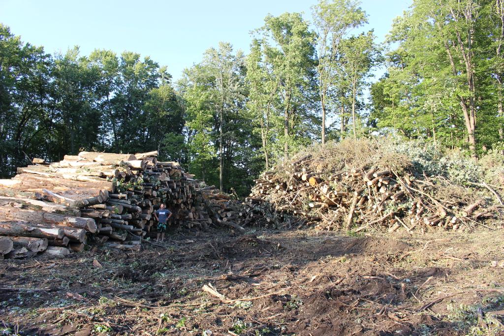 slipperyfitz's tweet image. 10 acres gone #fuckDevelopers that's Greyson by the logs