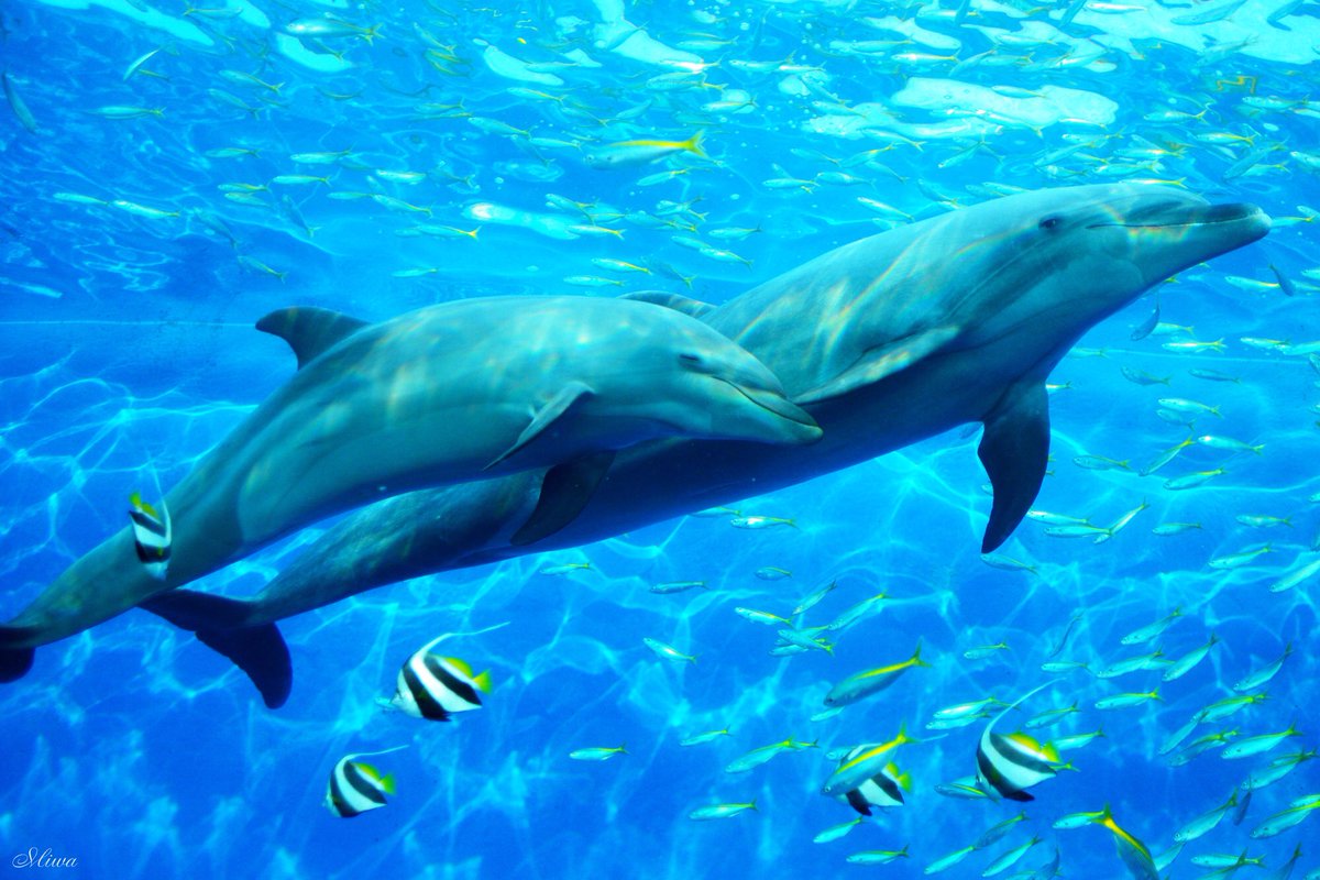 シーパラのかわいい Twitter Search