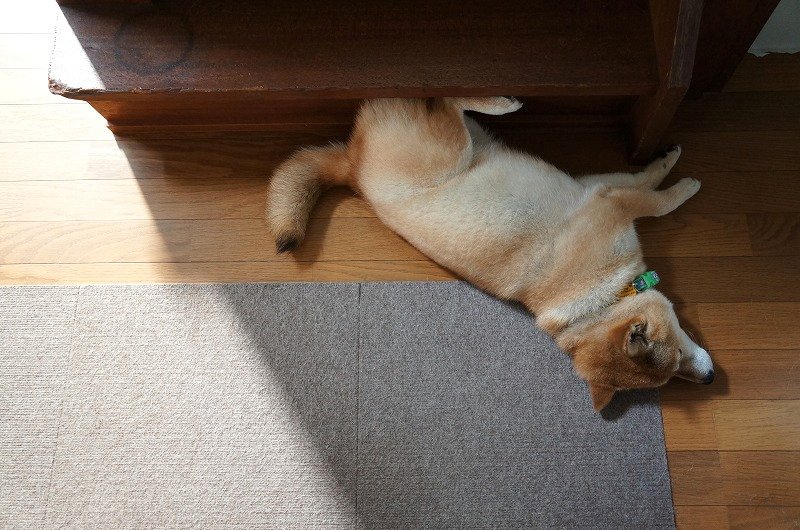 wasabi_shiba's tweet image. 「ひかげ時計⌚」わさびが ひんやり３じのおやつを おしらせしますワン(๑¯ω¯๑)
#日時計 #ひかげ
