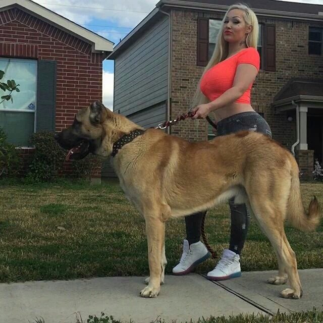 Taking my 15 month old puppy Mufasa for a walk 🐕 #bozshepherd 🏆 Puppies coming soon 💯 20k each @almightykingd 👑 https://t.co/a059IGNgM3