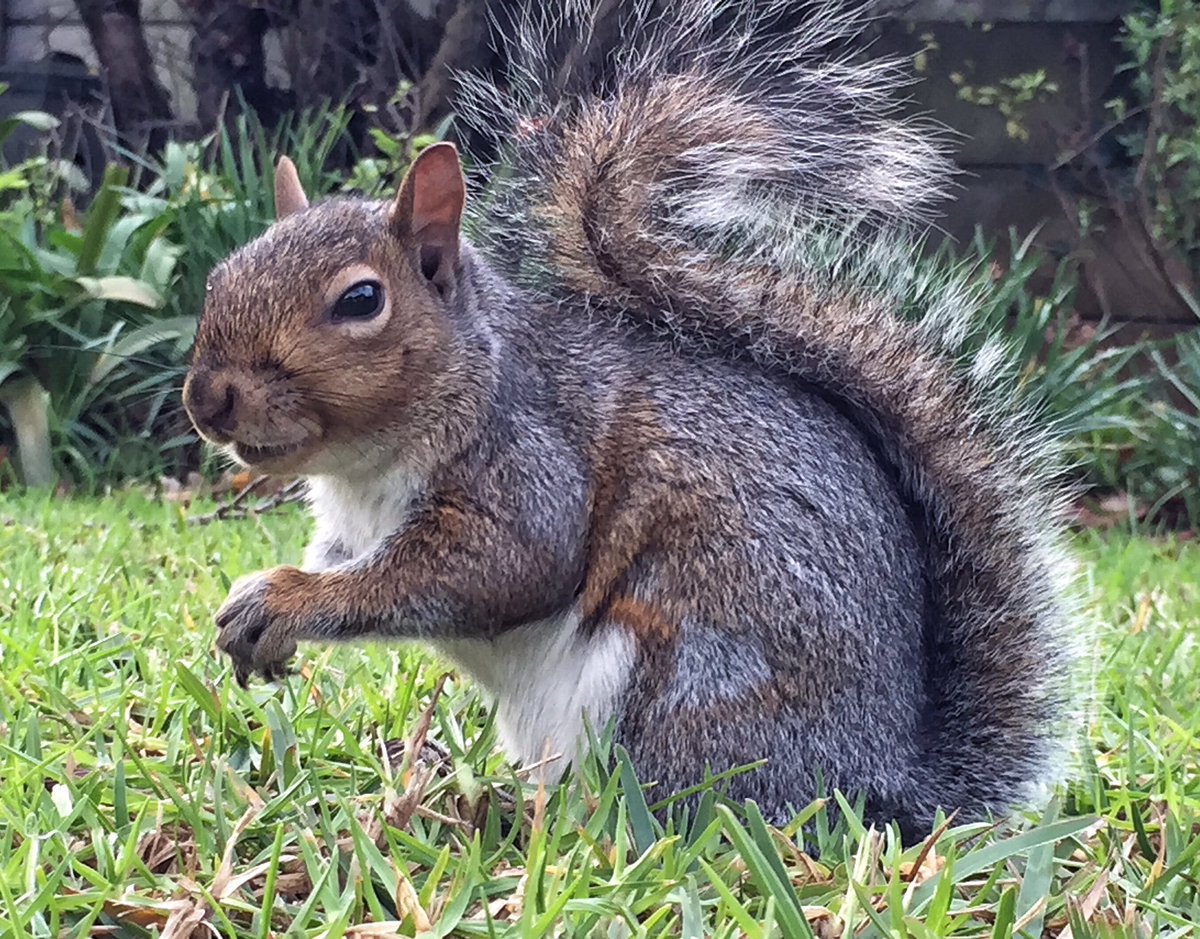 DiBrown5's tweet photo. Climb a mountain, walk in a forest or beach, feed the squirrels but do get outside #CapeTown #schoolholidays https://t.co/KdDdtiDiHN