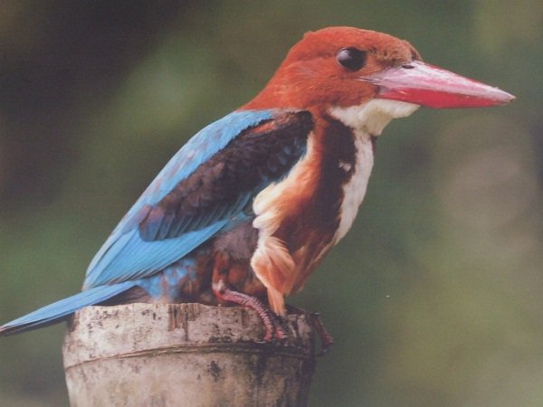 TourwShailesh's tweet photo. #ദൈവത്തിന്റെസ്വന്തംനാട്  #Kerala #KeralaTourism #IncredibleIndia #Kumarakom #BirdSanctuary  #Kottayam https://t.co/8rLDLErUZx