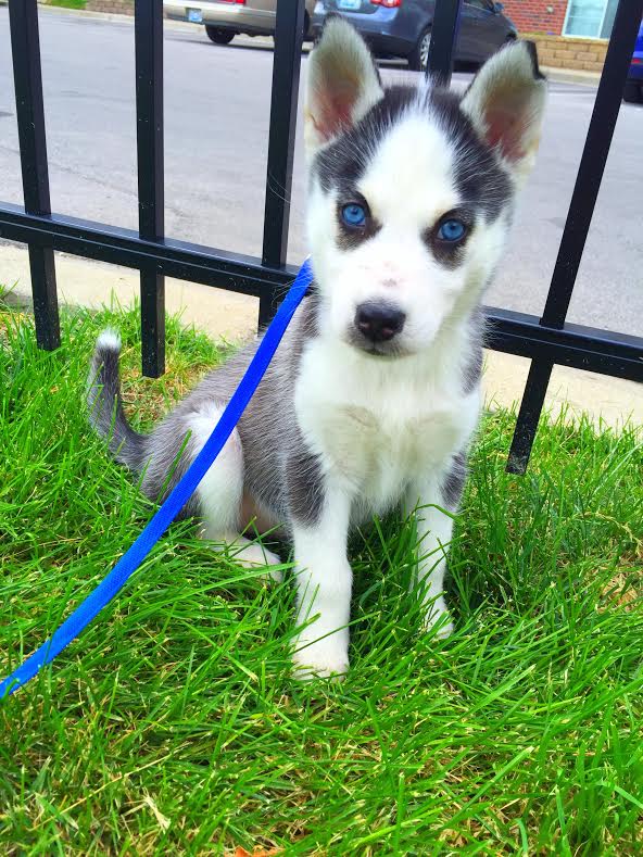 Husky Heaven (@huskypornx) on Twitter photo 