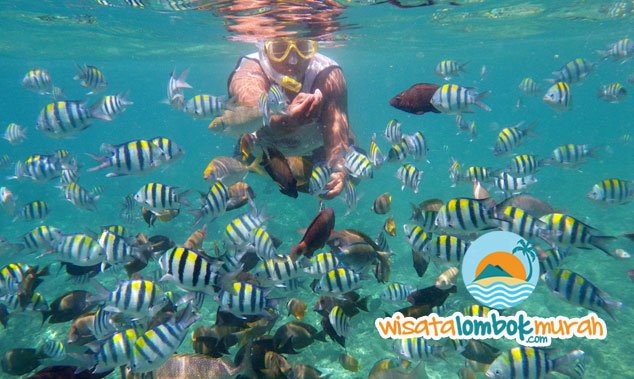 wisataonline's tweet photo. Ini dia keindahan bawah laut di Gili Air Lombok, Sangat cantik ya kan ?
> https://t.co/Jfw4uwAISO
:)
#wisatalombok https://t.co/kxBS46v2N7