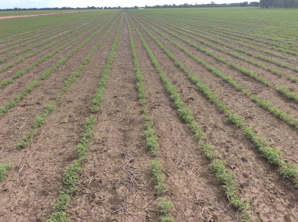 Chickpeas on the move .