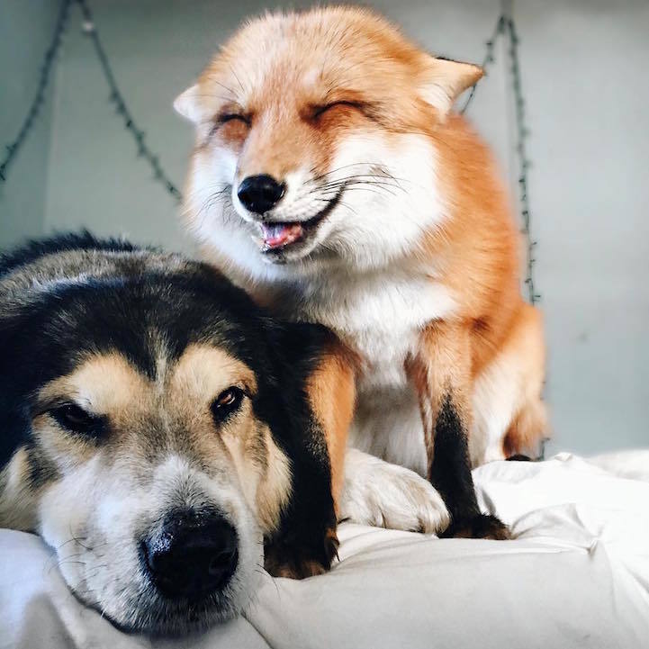 magic_made's tweet image. skyryedesign.com/inspiration/10…
10 wonderful photos of the dog and the fox friendship
