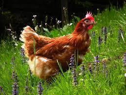 PhilomenasPop's tweet photo. Philomena's Pop Fun Facts: The longest recorded flight of a chicken is 13 seconds https://t.co/lgYXAzNiHi