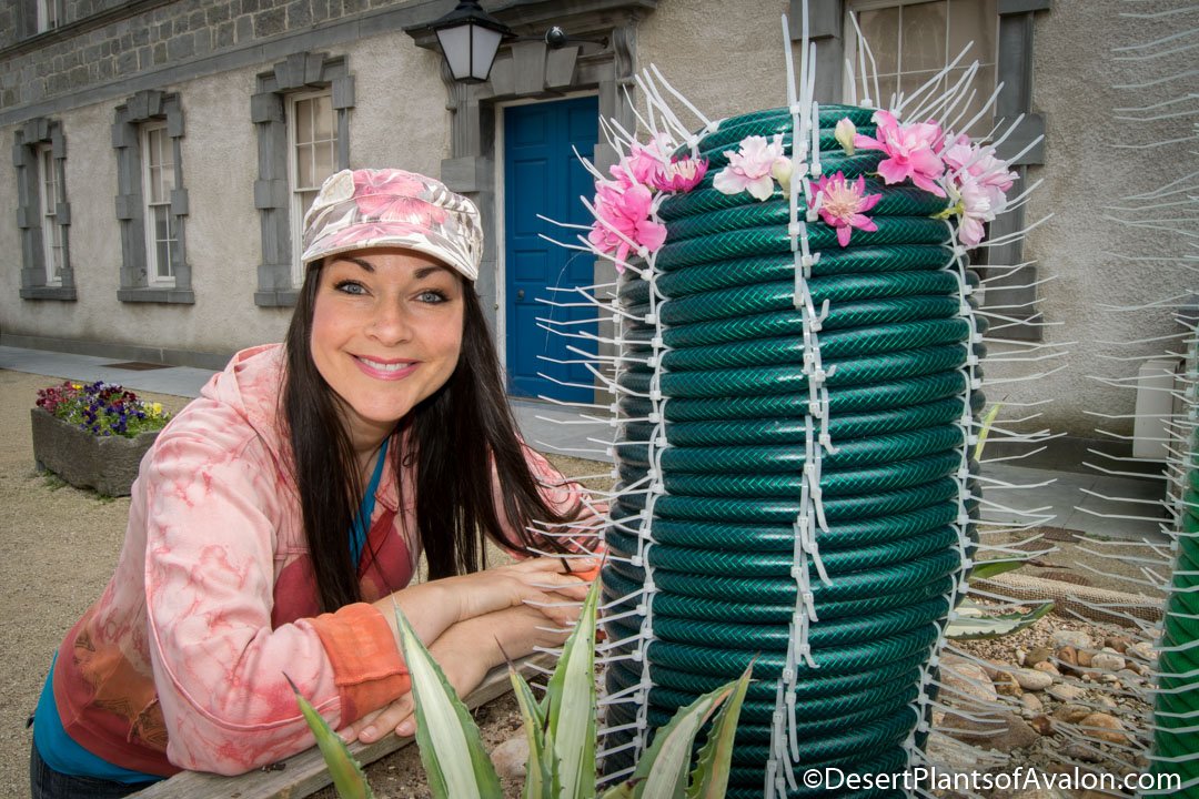 <a href="/HerbalJeyJess/">Jessica</a> <a href="/VisitWaterford/">Visit Waterford</a> <a href="/CactusSucculent/">British Cactus and Succulent Society</a> #Waterford Lovin Waterford's non spiny cacti of the hosepipe variety