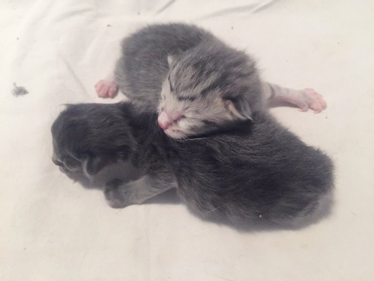 sofia_viscardi's tweet photo. una delle cose più dolci che io abbia mai visto https://t.co/TZTH6dCUWS