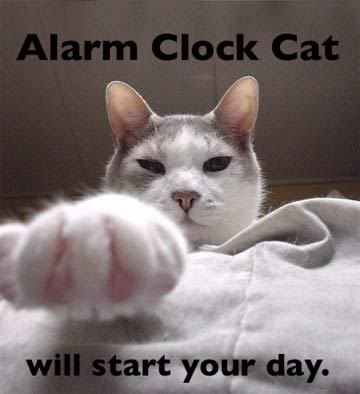 purringtonpost's tweet photo. 11 Reasons Cats Make The Best Alarm Clocks => via @expresident @buzzfeed #cats https://t.co/wbETEZZkzi