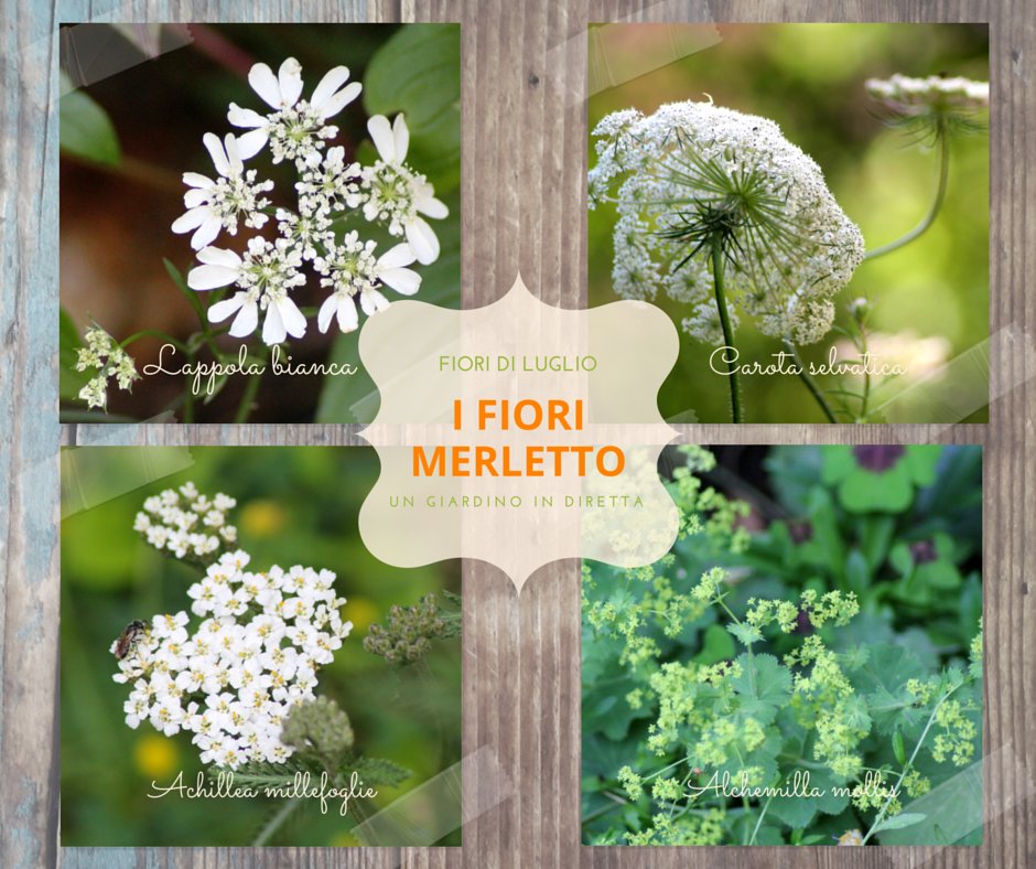 giardinoindiret's tweet image. i #fiori che sembrano merletti facili da coltivare e belli con le #rose! bit.ly/29EgpY9
#giardinoindiretta