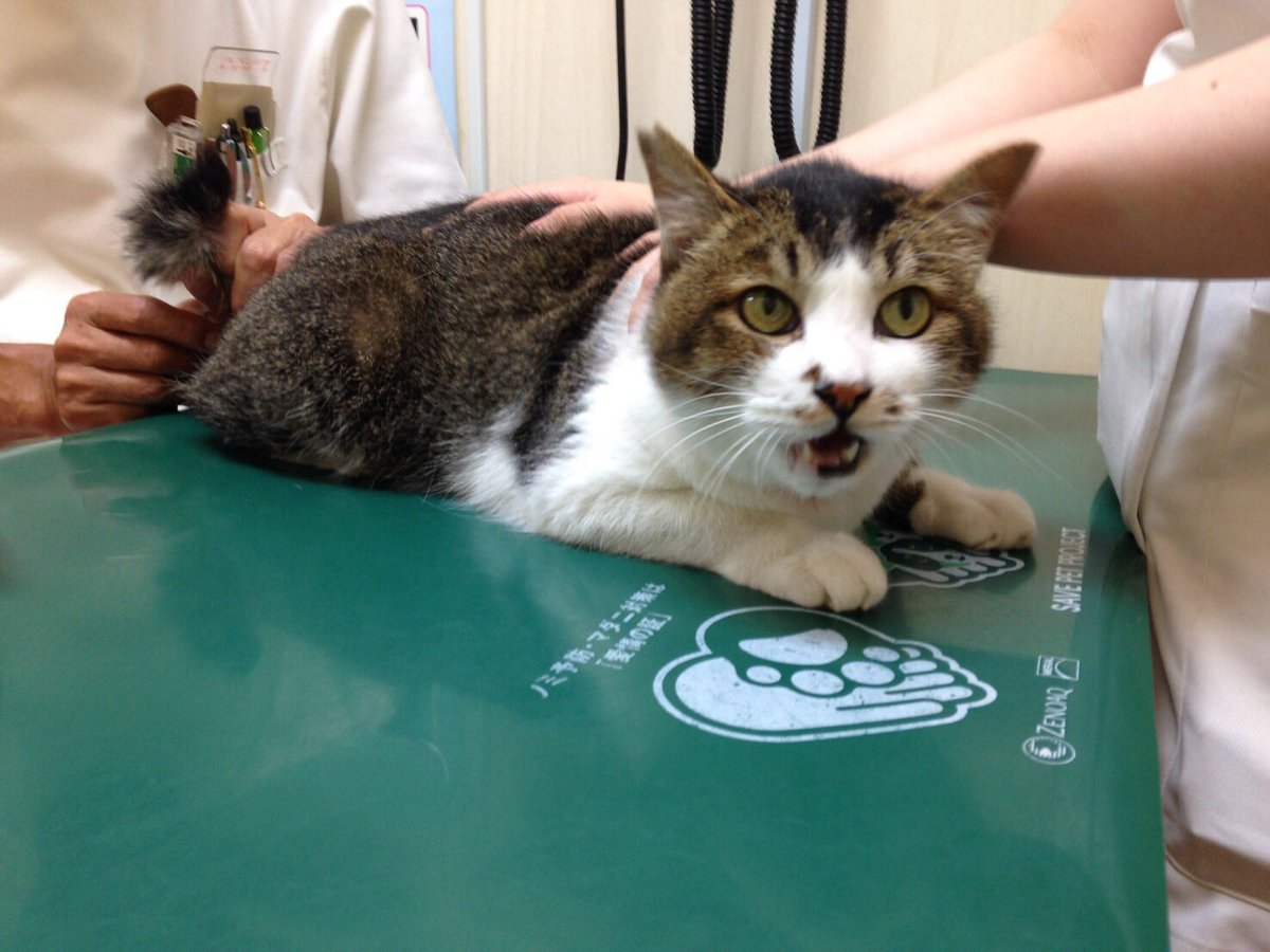 I_Love_Tiny's tweet image. M/体温計をお尻に刺される前(左)
刺された瞬間(右)

とらさんゴメン！かわいそうだけど笑っちゃう😂