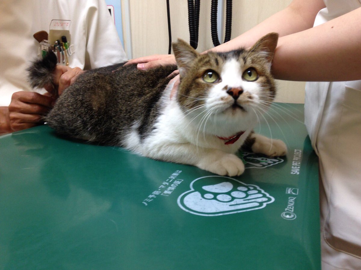 I_Love_Tiny's tweet image. M/体温計をお尻に刺される前(左)
刺された瞬間(右)

とらさんゴメン！かわいそうだけど笑っちゃう😂