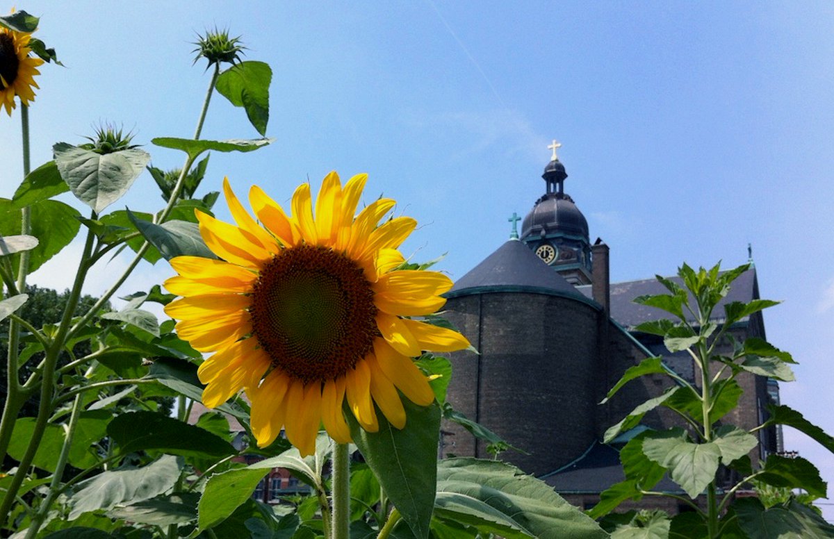 “The grass withers, the flower fades, but the word of our God will stand forever.” —Isaiah 40:8