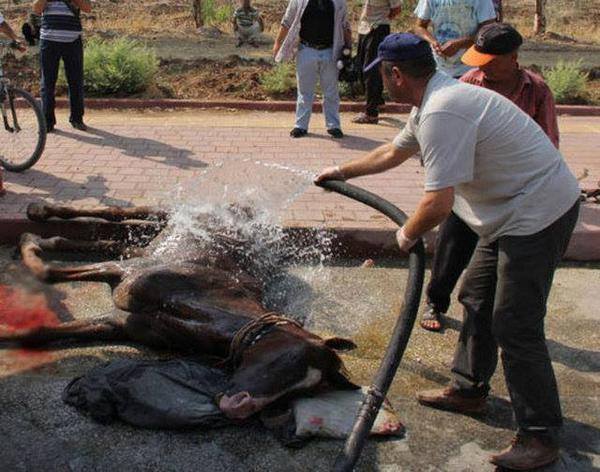 evrende hiçbir canlıyı kendi zevkleriniz uğruna acıya itebilecek kadar kalbi karanlık insanlardan olmayın!!!