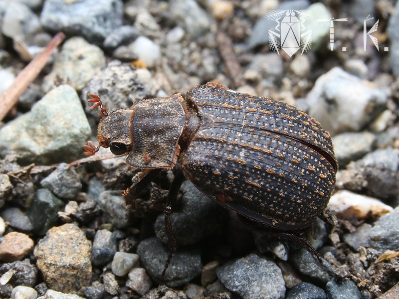 アイヌコブスジコガネ 2匹